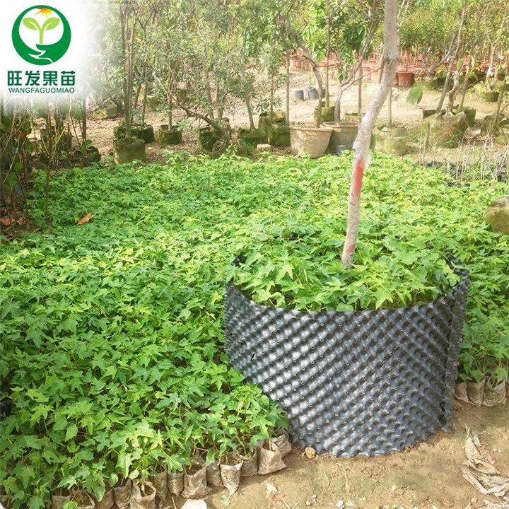 东莞夏威夷木瓜苗，东莞木瓜苗，木瓜嫁接苗 