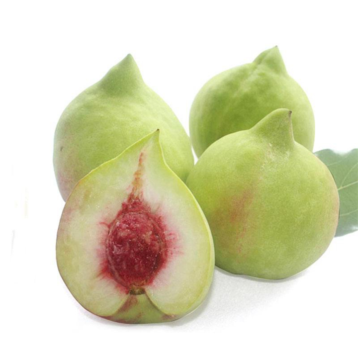 批发鹰嘴桃苗，深圳鹰嘴桃苗，深圳果苗 