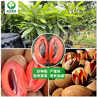 惠州妈咪果苗