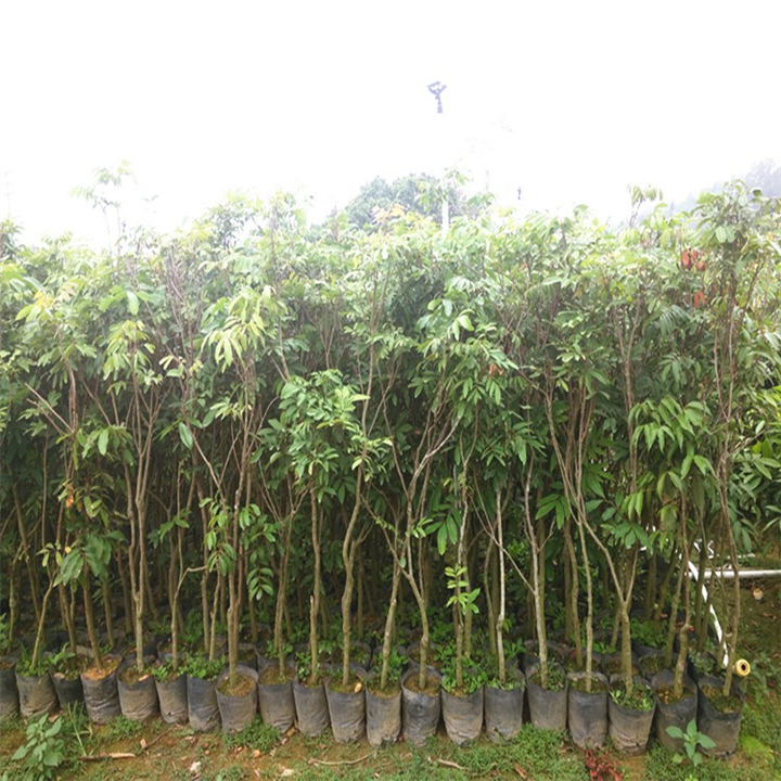 批发荔枝苗；博罗荔枝苗；惠州荔枝苗基地 