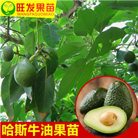销售牛油果苗，惠州牛油果苗，广东牛油果苗 