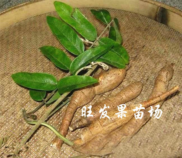 惠州牛大力苗基地，惠州牛大力苗批发 ，惠州牛大力 