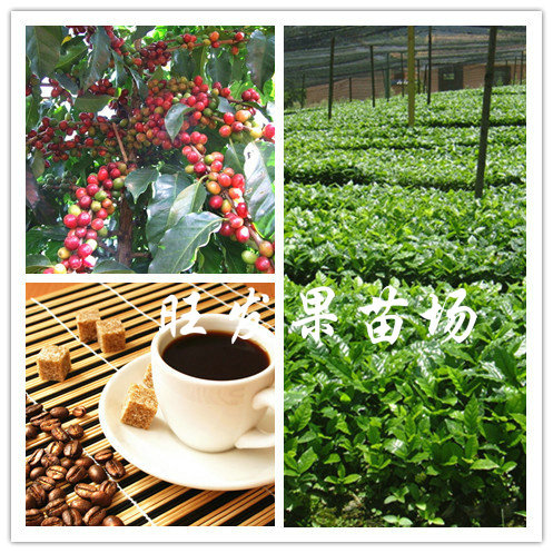 惠州咖啡树苗，供应咖啡树苗，广东咖啡树苗 