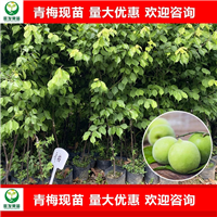 广东青梅苗
