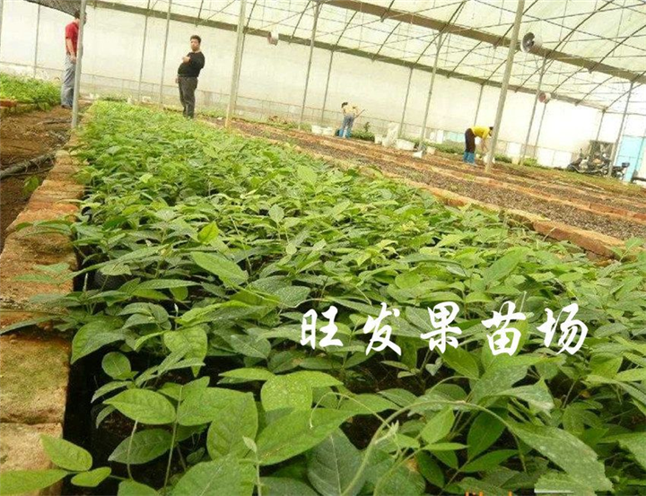 深圳牛大力苗价格，深圳牛大力，广东牛大力 