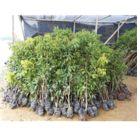 荔枝直生苗、惠州荔枝苗、广东荔枝苗 