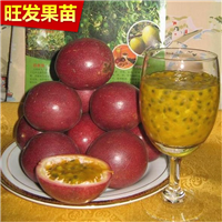 台湾紫香百香果苗，惠州百香果苗，广东百香果苗 