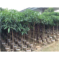 惠州批发芒果苗\惠州芒果苗\广东芒果苗 