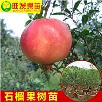 东莞石榴苗基地，东莞石榴苗，广东果苗 