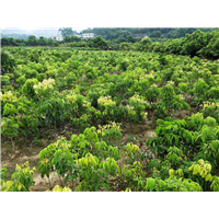 深圳妃子笑荔枝苗，深圳荔枝苗，深圳果苗价格 