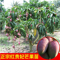 广州芒果苗，广州芒果苗批发，供应芒果树苗 