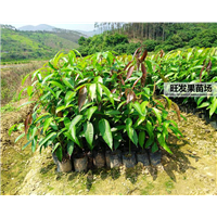 广东芒果苗基地，广东芒果苗，芒果嫁接苗 