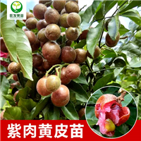 惠州紫肉黄皮苗