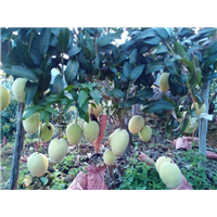 惠阳凯特芒果苗基地\惠州凯特芒果苗批发 