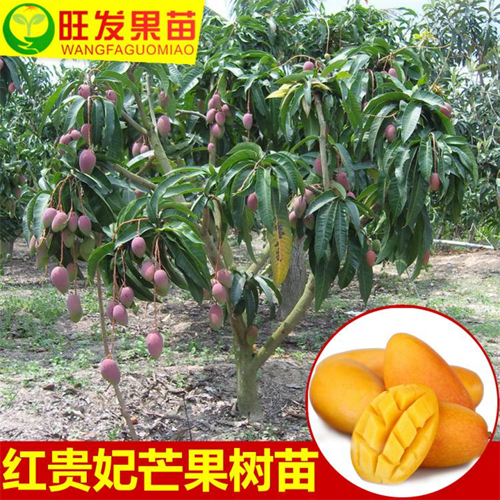 芒果嫁接苗，东莞芒果苗，东莞果树苗 