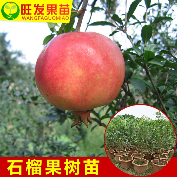 东莞石榴苗基地，东莞石榴苗，广东果苗 