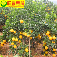 东莞橙子苗，深圳橙子苗，广东橙子苗批发电话 