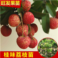 惠州水果苗，惠州荔枝苗，惠州桂味荔枝苗 