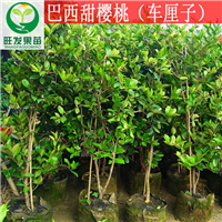 新品种巴西甜樱桃苗 巴西甜樱桃苗（车厘子） 