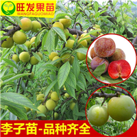 深圳三华李苗价格，深圳三华李苗基地 
