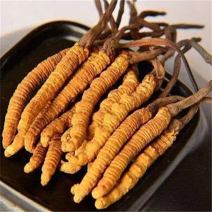福州冬虫夏草回收