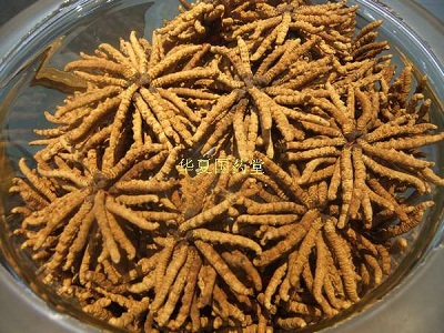南通冬虫夏草回收 