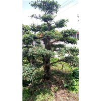 供应造型榆树老桩-桂林造型榆树老桩出售