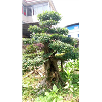 广西榆树-广西造型榆树桩/出售造型榆树桩