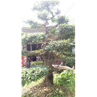 广西桂林造型榆树桩出售