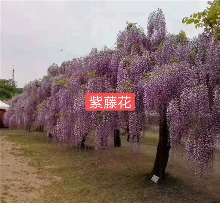 北京紫藤花