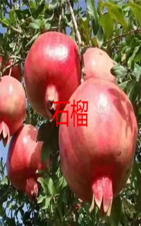 北京石榴树