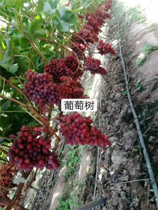 北京葡萄树