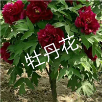 牡丹花