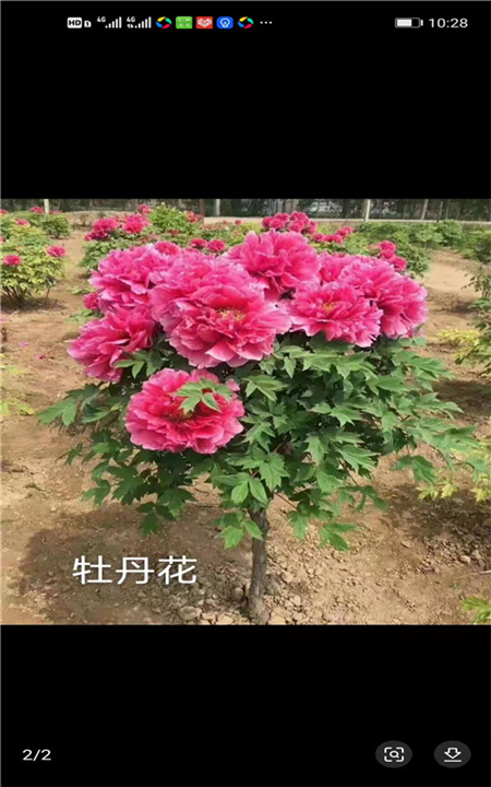 北京牡丹花