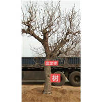 北京盘龙枣树