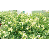 北京金银花基地 