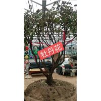 北京牡丹花