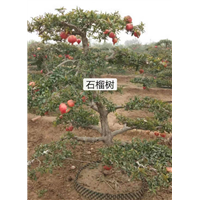 北京石榴树