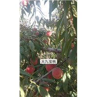 北京大久保桃