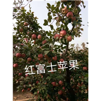 红富士苹果