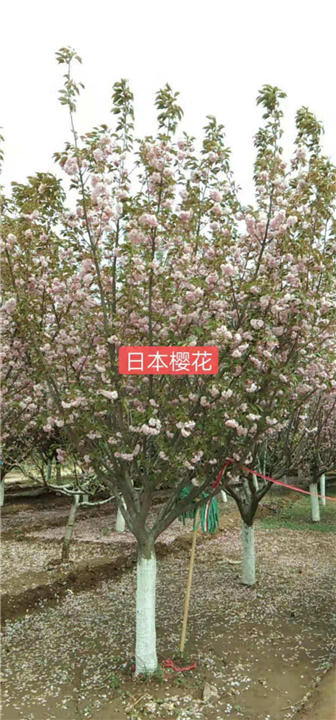 北京日本樱花