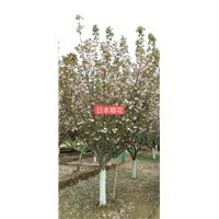 北京日本樱花