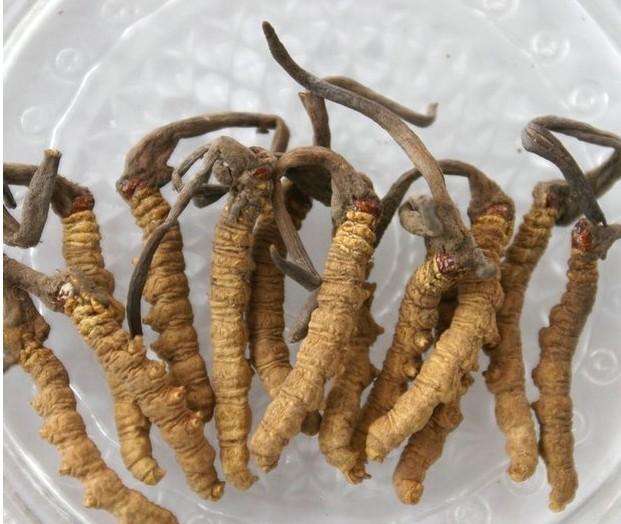 贵阳回收冬虫夏草 