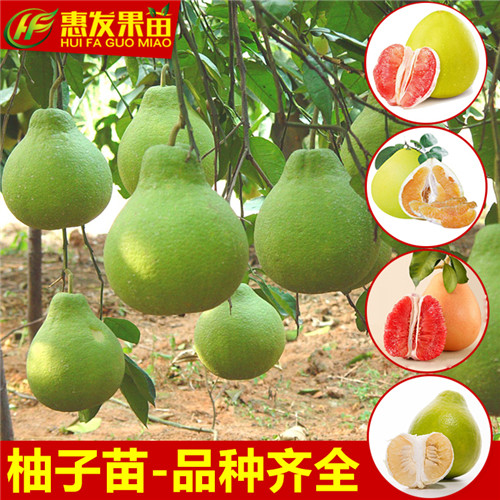 东莞红肉蜜柚苗，深圳红肉蜜柚苗，广东果苗 