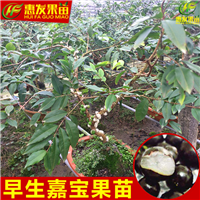 惠州嘉宝果苗基地，惠州嘉宝果苗批发 