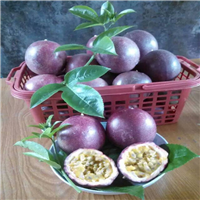 东莞台农1号百香果苗，东莞百香果苗，东莞果苗 
