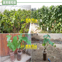 东莞巨锋葡萄苗，东莞葡萄苗 