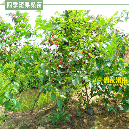 惠州四季短果桑苗，惠州果桑苗价格 