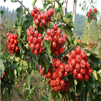 东莞山楂苗，深圳山楂苗，广东山楂苗基地 