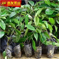 河源老虎果苗价格，河源老虎果苗，河源果苗 